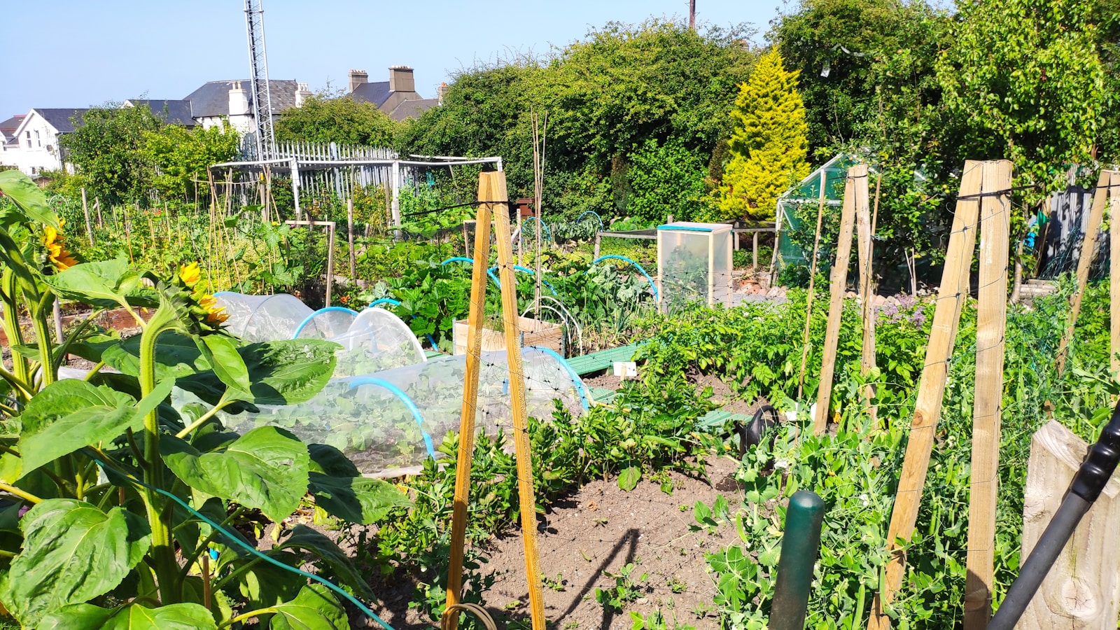 a garden filled with lots of green plants